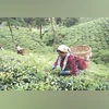 Jay Shree Tea, Darjeeling tea, Darjeeling tea gardens, tea estates, Tea Exports