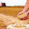 Lessons from soybean: Time to broaden India's biotech push in crops