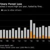 Global forest loss hits record highs fueled by extreme heat, wildfires