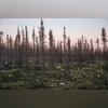 forest, trees, wildfire