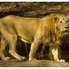Asiatic lions