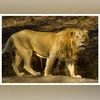 Asiatic lions