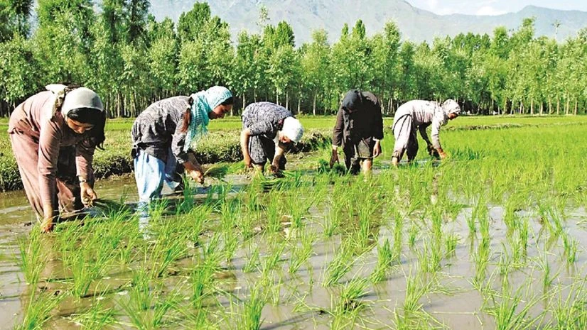 agriculture agriculture