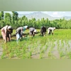 Rallis, RCF, Deepak Fertilisers rally up to 9%; what's driving agri stocks?