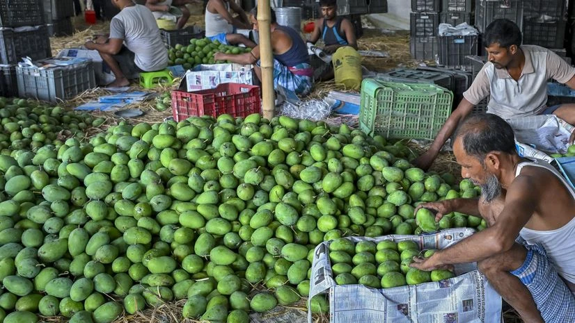 Mangoes, Mangoe Mangoes, Mangoe