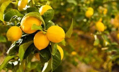 Lemons, Vitamin C Lemons, Vitamin C