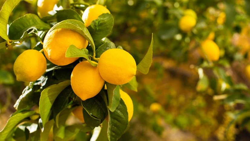 Lemons, Vitamin C Lemons, Vitamin C