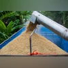 rice