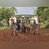 Farmers, Farmer, Agriculture