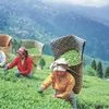 According to industry estimates, in 2024, tea imports from Nepal stood at 15.95 million kg (mkg). A significant quantity was of the orthodox variety that competes with the Darjeeling tea. In 2024, Darjeeling tea production was at 5.6 mkg.