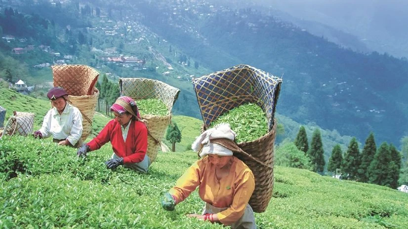 According to industry estimates, in 2024, tea imports from Nepal stood at 15.95 million kg (mkg). A significant quantity was of the orthodox variety that competes with the Darjeeling tea. In 2024, Darjeeling tea production was at 5.6 mkg. According to industry estimates, in 2024, tea imports from Nepal stood at 15.95 million kg (mkg). A significant quantity was of the orthodox variety that competes with the Darjeeling tea. In 2024, Darjeeling tea production was at 5.6 mkg.