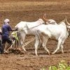 Farmers, Farmer, agriculture, Ploug