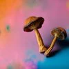 Psilocybin mushrooms, magic mushrooms, psychedelic mushrooms