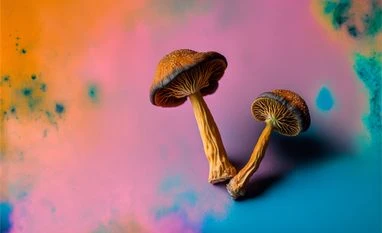 Psilocybin mushrooms, magic mushrooms, psychedelic mushrooms Psilocybin mushrooms, magic mushrooms, psychedelic mushrooms