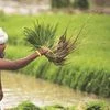 From the fields: Kharif sowing picks up pace, cotton lags, shows IMD data