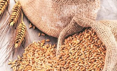 Wheat sowing almost complete, prospects bright this rabi: Agri Commissioner wheat