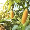corn