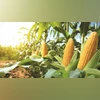 Why are paddy and maize acreages seeing a big jump this kharif?