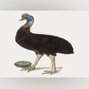 Jurassic Park for real? Biotech firm to revive New Zealand's giant bird