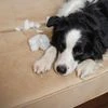 Over 9 million animal bites and 5,700 rabies deaths in India yearly: ICMR