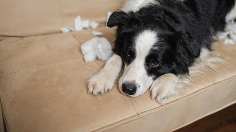 Dog, rabies Dog, rabies