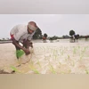 Kharif sowing update: Cotton, soybean show slower progress than last year