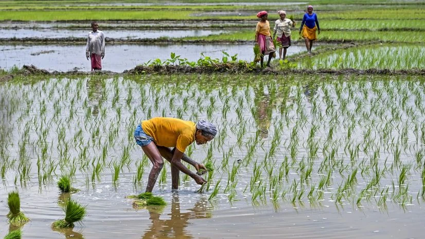 Farmers, Farmer, agriculture Farmers, Farmer, agriculture