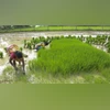 Rice, Paddy, Farmers, Farmer, Agriculture Rice, Paddy, Farmers, Farmer, Agriculture