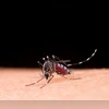 chikungunya mosquito