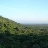 Assam govt starts drive to clear encroachment on 3,600 acres of forest land
