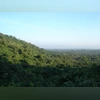 rengma reserve forest, assam