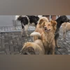 stray dogs