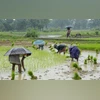 Farmers, Farmer, agriculture