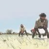 agriculture
