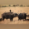 Cape buffalo Cape buffalo