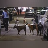Dogs, Stray dogs, Street Dogs, Dog Dogs, Stray dogs, Street Dogs, Dog