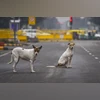 Street dog menace: Oppn MLAs want SC directions to be extended to Karnataka