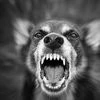 Datanomics: 3 in 10 stray dog-bite cases from the Southern region