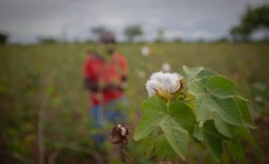 Centre extends cotton import duty exemption amid US tariff pressure cotton, cotton plant, farmers