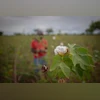 cotton, cotton plant, farmers