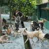 Dogs, Stray dogs, Street Dogs, Dog, Dog Shelter