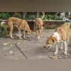 MCD to set up feeding points across wards to tackle dog bite menace Dogs, Stray dogs, Street Dogs, Dog