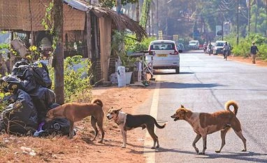 Anti-rabies vaccine, immunoglobulin sales pick up as dog bite cases jump Dogs