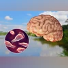 brain eating amoeba
