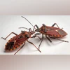 Kissing bugs, triatomine bug Kissing bugs, triatomine bug