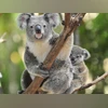 koalas