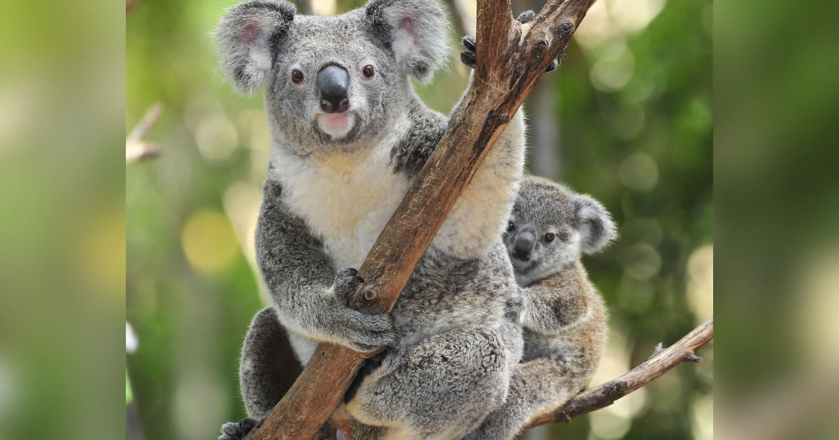 Australia approves worldfirst vaccine to save koalas from chlamydia(02)