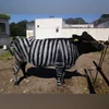 Cows painted with zebra-like stripes Cows painted with zebra-like stripes can avoid biting fly attack finds Japanese researchers