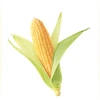 Datanomics: Corn symbolises thorny issues in US-India trade talks