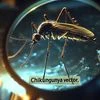 chikungunya, mosquito-borne viral disease